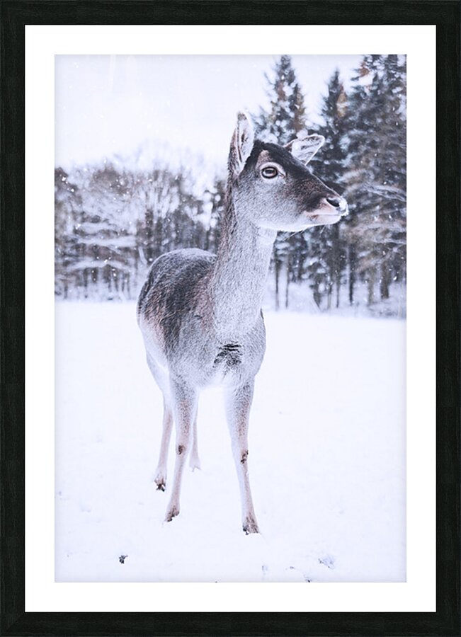 2402056 :: Framed Print