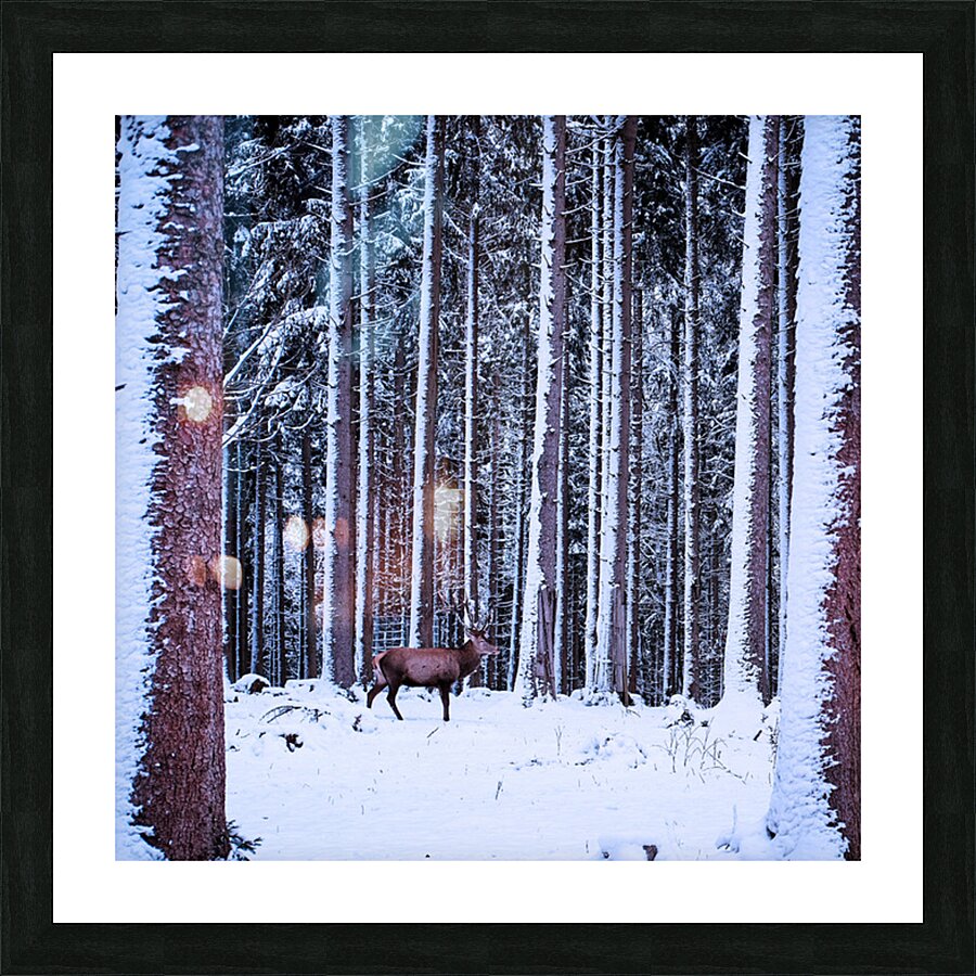 2402054 :: Framed Print