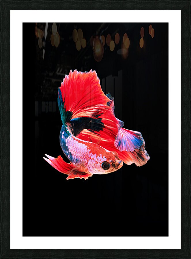 2402055 :: Framed Print