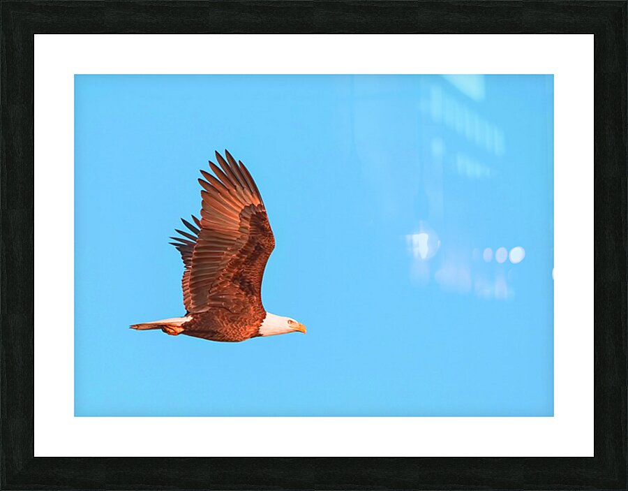 2402088 :: Framed Print