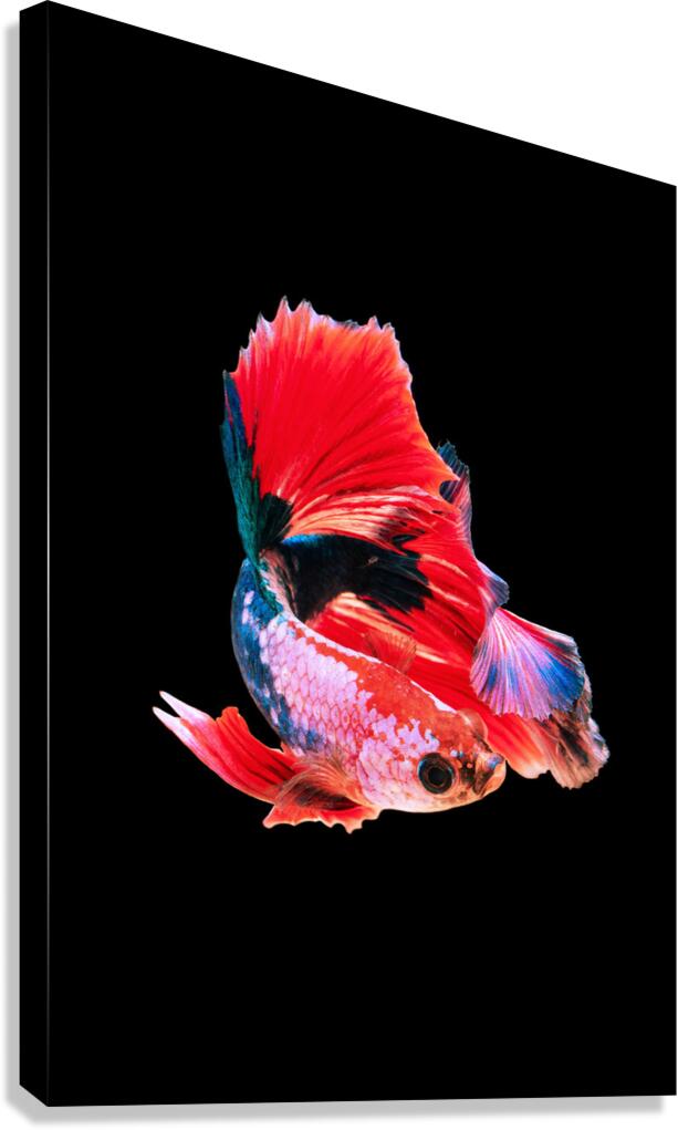2402055 :: Giclée Stretched Canvas Print