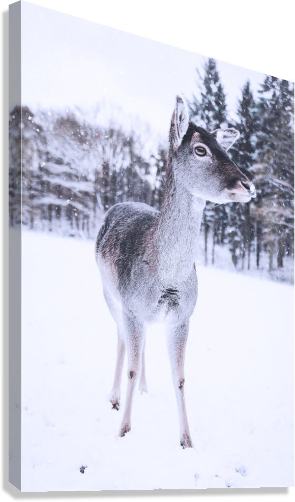 2402056 :: Giclée Stretched Canvas Print
