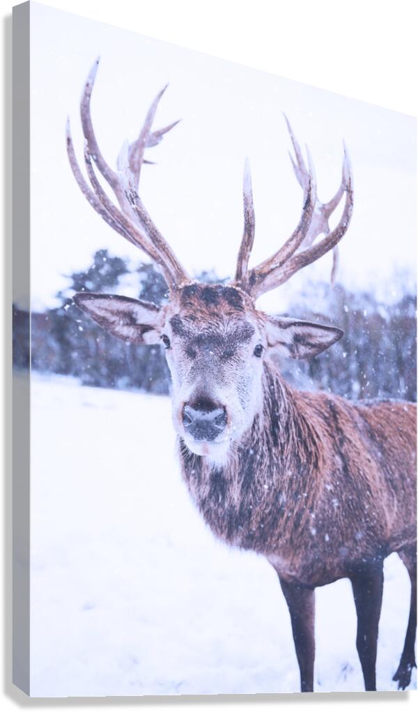 2402061 :: Giclée Stretched Canvas Print