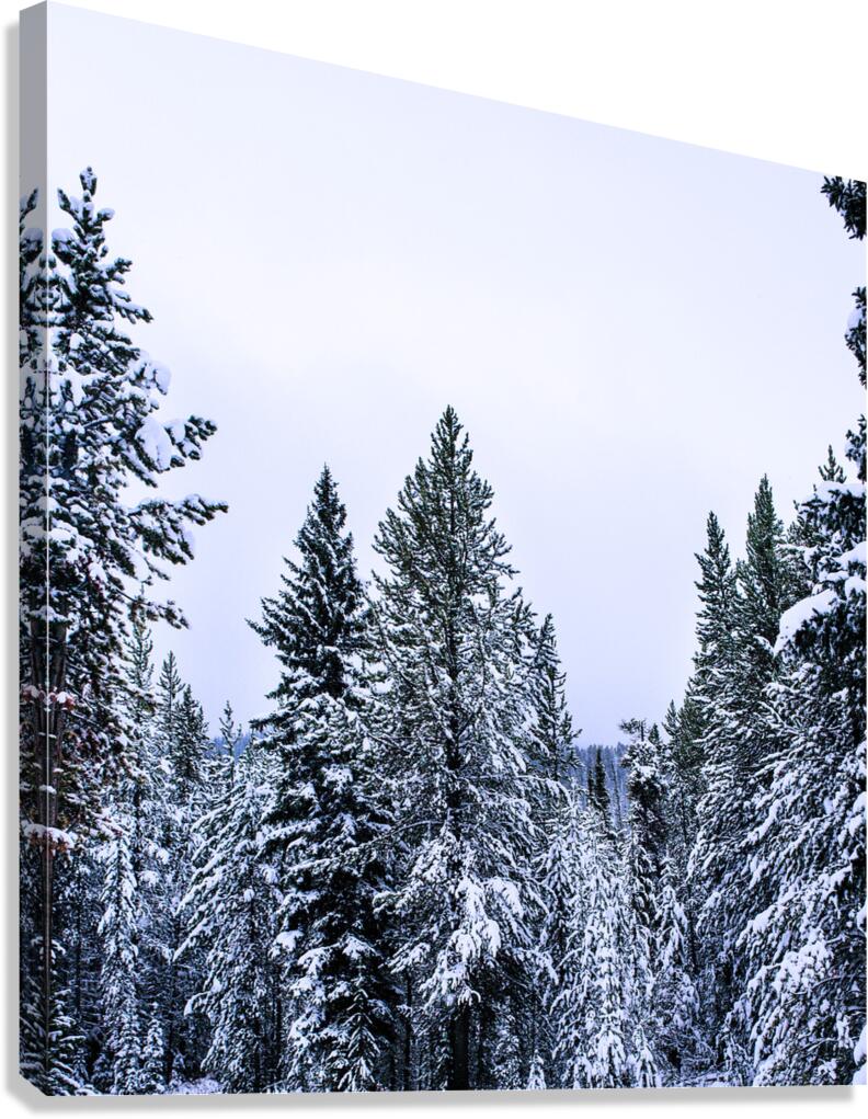 2402068 :: Giclée Stretched Canvas Print