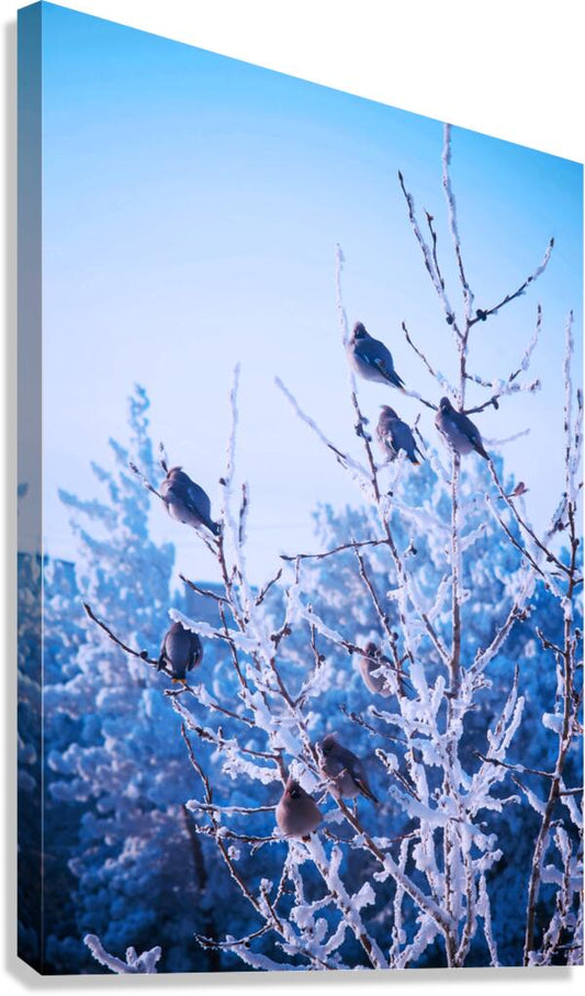 2402076 :: Giclée Stretched Canvas Print