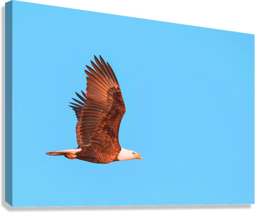2402088 :: Giclée Stretched Canvas Print