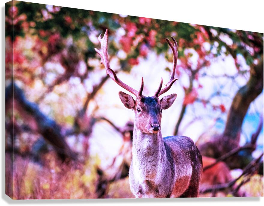 2402093 :: Giclée Stretched Canvas Print