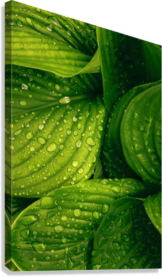 2402123 :: Giclée Stretched Canvas Print
